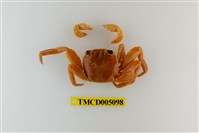 藏品(白紋方蟹)的圖片